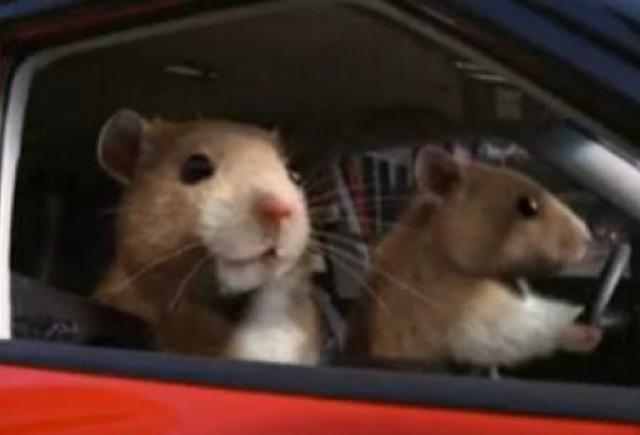 VIDEO: Hamsterii conduc Kia Soul