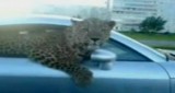 VIDEO: Stapanul unui leopard si-a scos felina la plimbare intr-un Audi TT16778