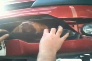 VIDEO: Un caine a ramas blocat in bara dupa ce a fost lovit pe autostrada