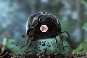 VIDEO: Iata primul teaser VW New Beetle