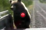 VIDEO: Ursul autostopist