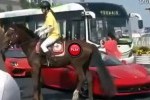 VIDEO: Duel interesant intre un cal si un Ferrari F458 Italia