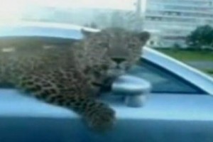 VIDEO: Stapanul unui leopard si-a scos felina la plimbare intr-un Audi TT