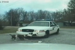 VIDEO: Un caine vandalizeaza o masina de politie